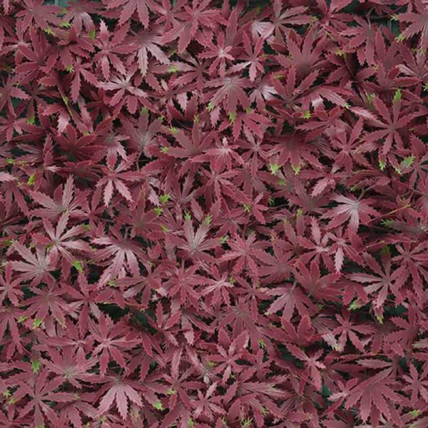 Artificial Red Maple Leaf Wall Panel