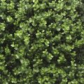 Buxus Wall Panel 50cm x 50cm, 1m x 1m