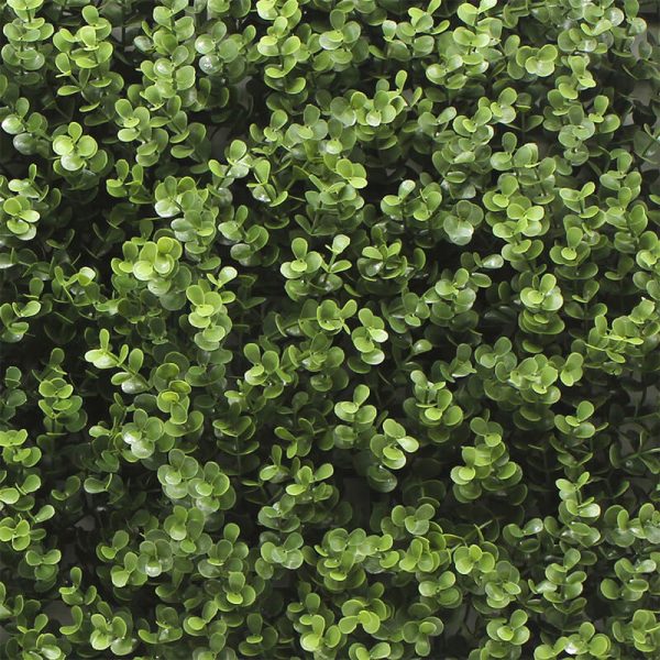Buxus Wall Panel 50cm x 50cm, 1m x 1m