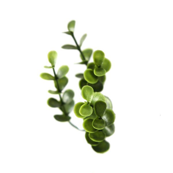 Buxus Wall Panel 50cm x 50cm, 1m x 1m