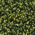 Premium Artificial Buxus Hedge Panel