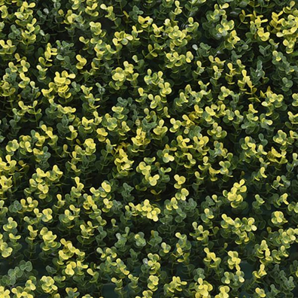 Premium Artificial Buxus Hedge Panel