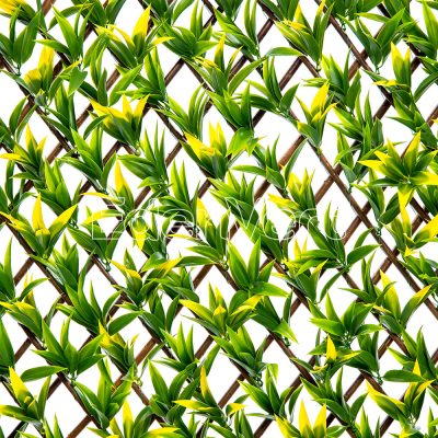Adjustable Podocarpus Nagi Willow Fence