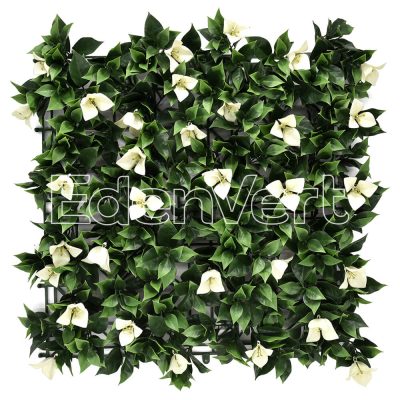 Green Wall with White Bougainvillea