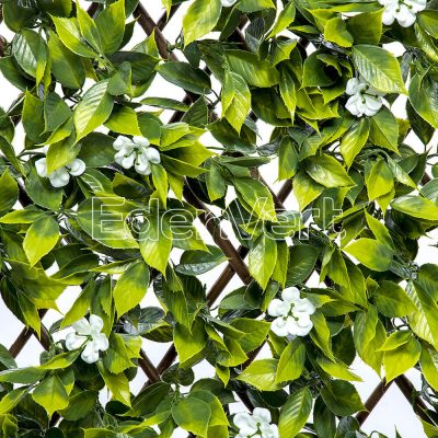 Sakura Willow Fence for Celebration/Wedding