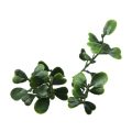 Indoor/Outdoor Artificial Hedge Boxwood Panel